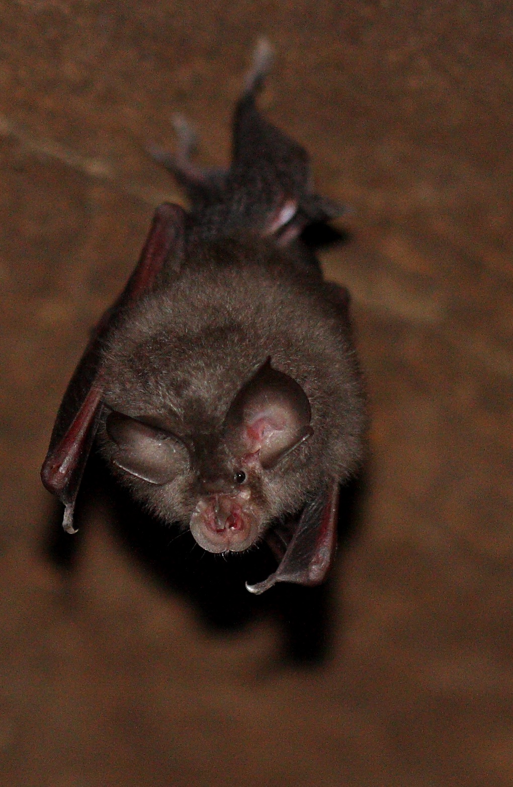 Petit Rhinolophe - Source Amikiro